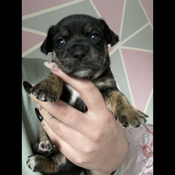 Mixed Breed - Both