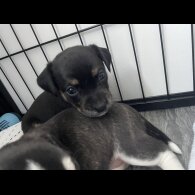 Mixed Breed - Both