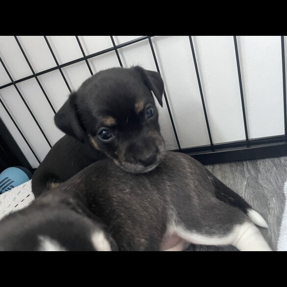 Mixed Breed - Both