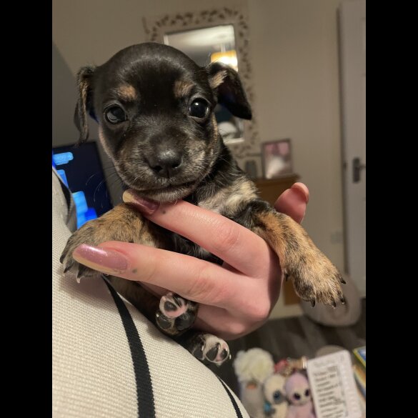 Mixed Breed - Both