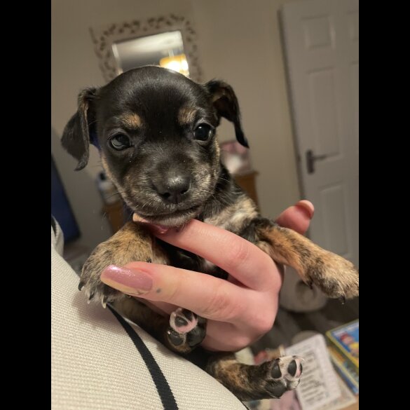 Mixed Breed - Both