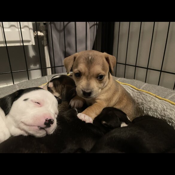 Mixed Breed - Both