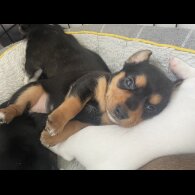 Mixed Breed - Both