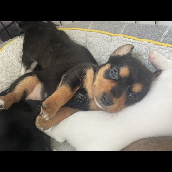 Mixed Breed - Both