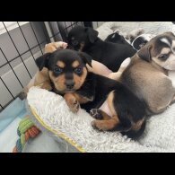 Mixed Breed - Both