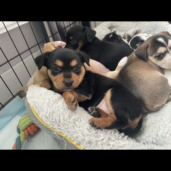 Mixed Breed - Both