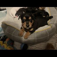 Mixed Breed - Both