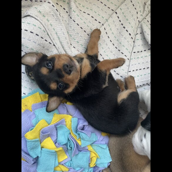 Mixed Breed - Both