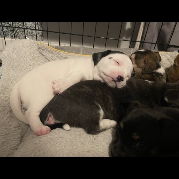 Mixed Breed - Both