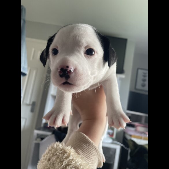 Mixed Breed - Both