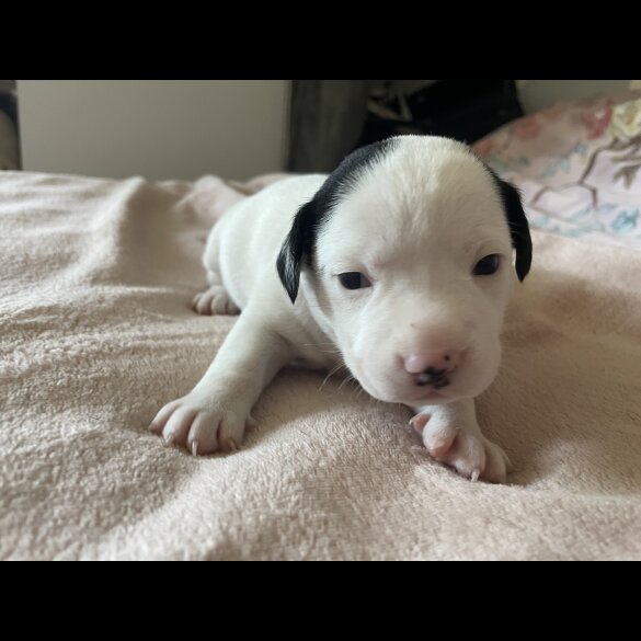 Mixed Breed - Both