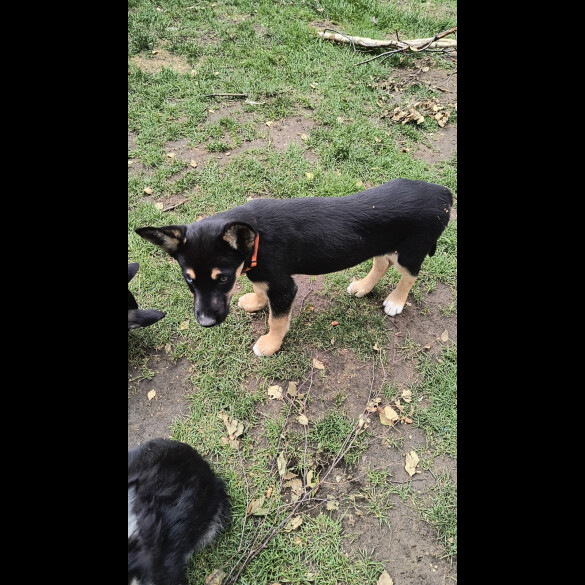Mixed Breed - Both