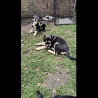 Mixed Breed - Both