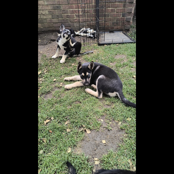 Mixed Breed - Both