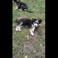Mixed Breed - Both