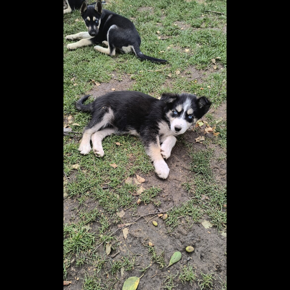 Mixed Breed - Both