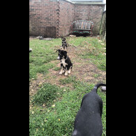 Mixed Breed - Both