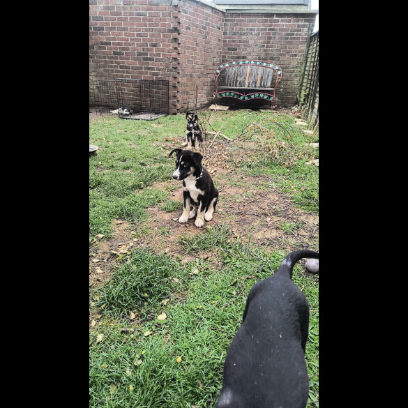 Mixed Breed - Both