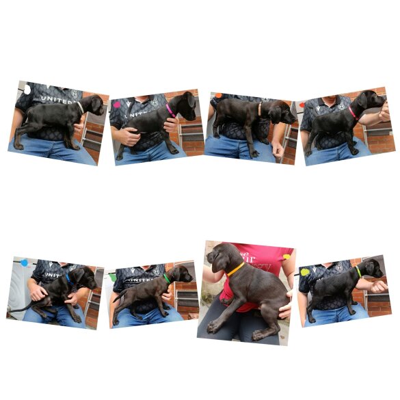 Labrador Retriever - Both