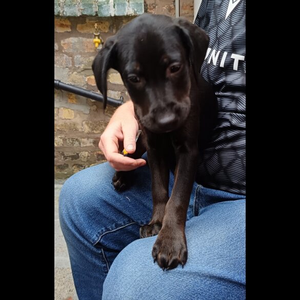 Labrador Retriever - Both