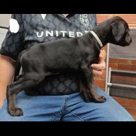 Labrador Retriever - Both