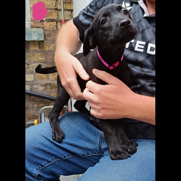 Labrador Retriever - Both