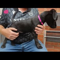 Labrador Retriever - Both