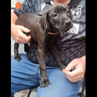 Labrador Retriever - Both
