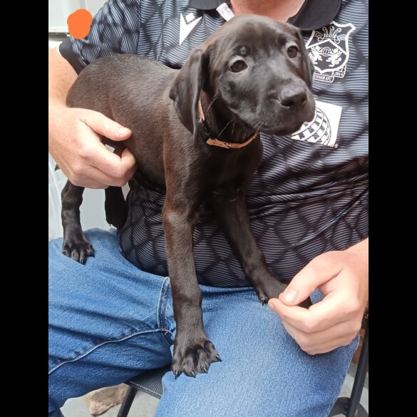 Labrador Retriever - Both