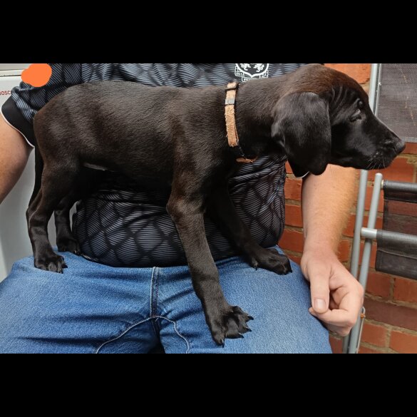 Labrador Retriever - Both