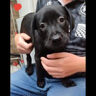 Labrador Retriever - Both