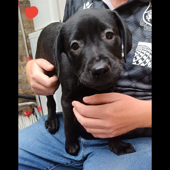 Labrador Retriever - Both