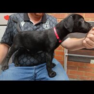 Labrador Retriever - Both