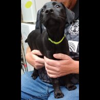 Labrador Retriever - Both