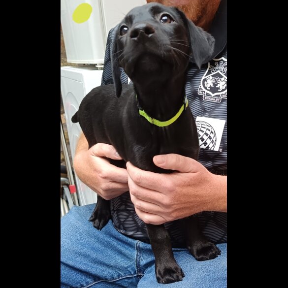 Labrador Retriever - Both