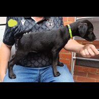 Labrador Retriever - Both