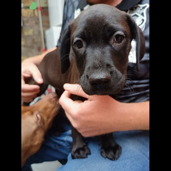 Labrador Retriever - Both