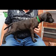 Labrador Retriever - Both
