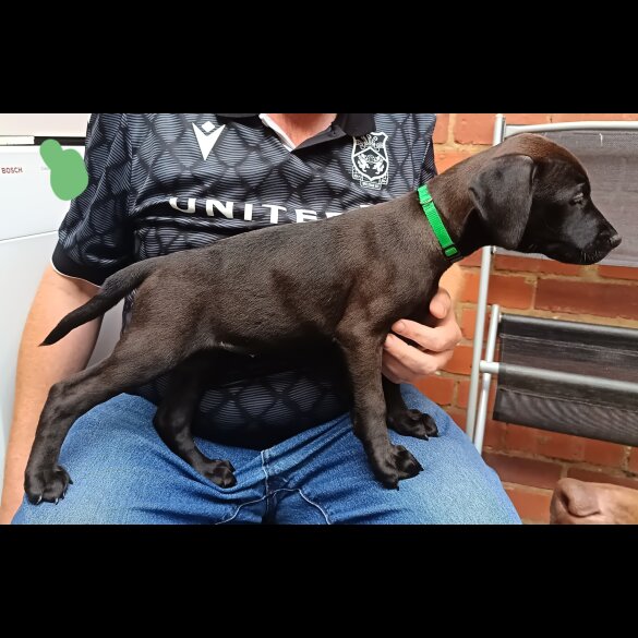 Labrador Retriever - Both