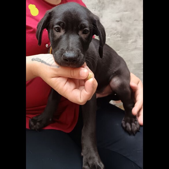 Labrador Retriever - Both