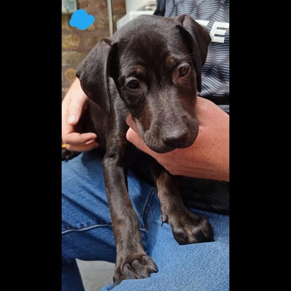 Labrador Retriever - Both