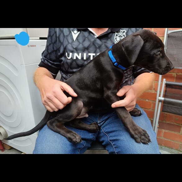 Labrador Retriever - Both