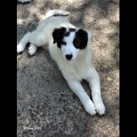 Mixed Breed - Both