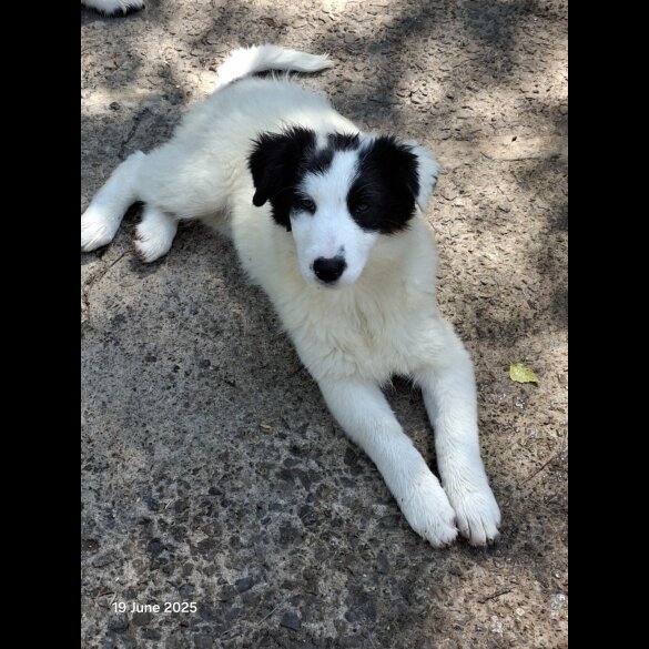 Mixed Breed - Both