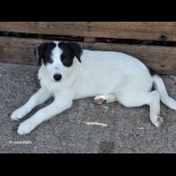 Mixed Breed - Both
