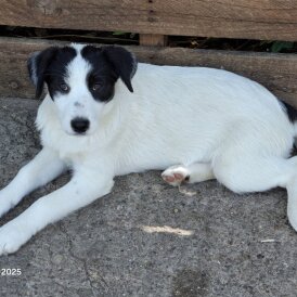 Mixed Breed - Both