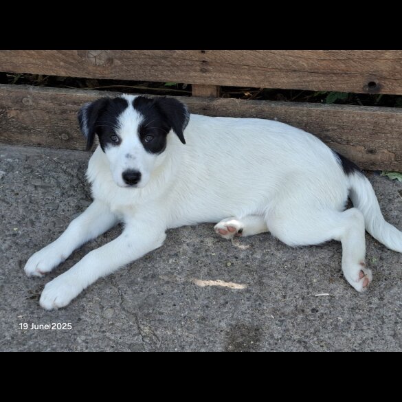 Mixed Breed - Both