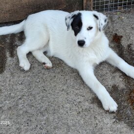 Mixed Breed - Both