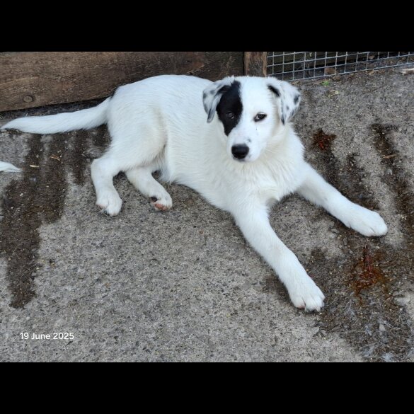 Mixed Breed - Both