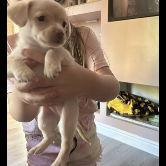Mixed Breed - Both